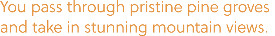 2<You pass through pristine pine g...>
