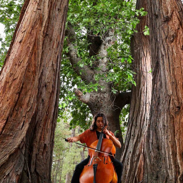 A cellist performing in the woods.