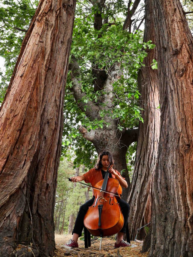 A cellist performing in the woods.